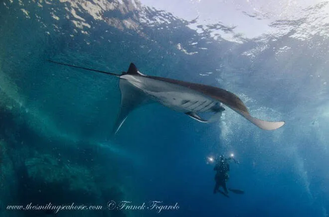 Manta ray and Photographer