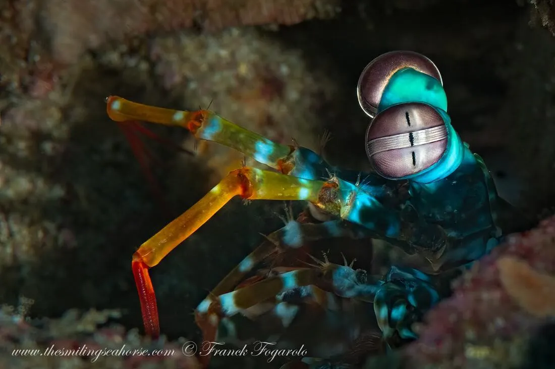 Mantis Shrimp close-up
