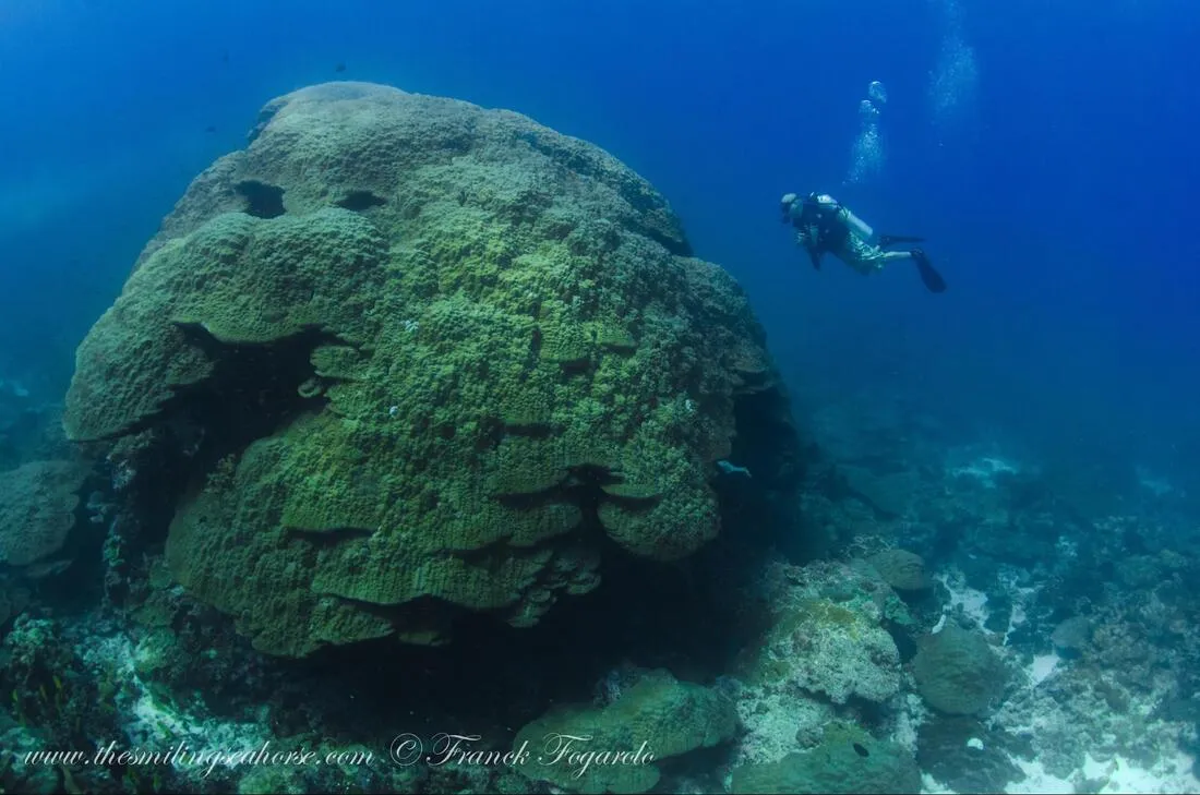 Burma banks coral heads