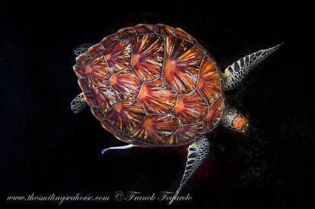 Green Turtle swimming