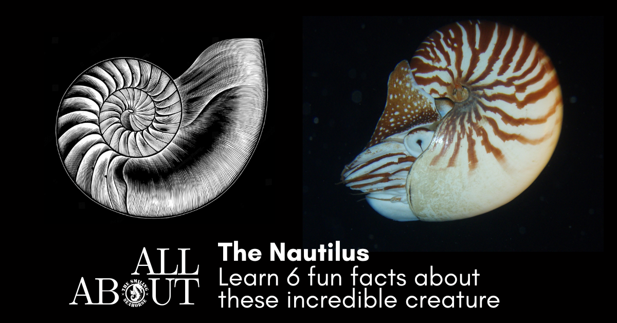 Nautilus can have sex for 30 consecutive hours and other fun facts on these incredible animals!
