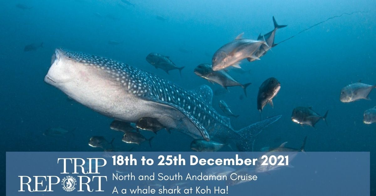 The best Christmas gifts ever: 2 whale sharks!