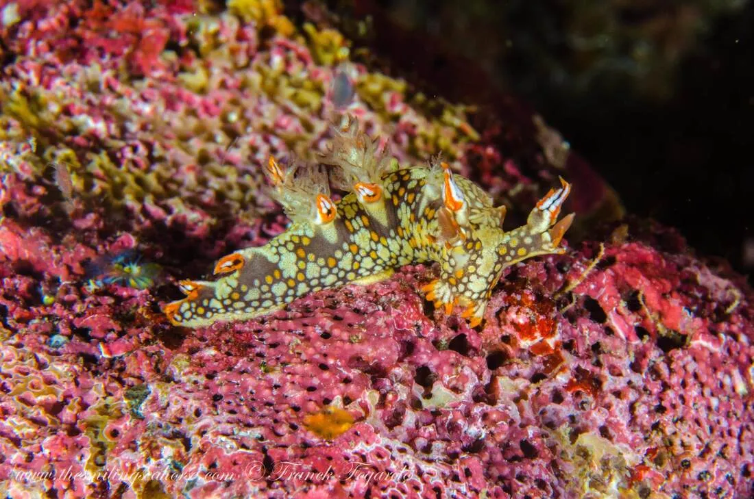 Nudibranch