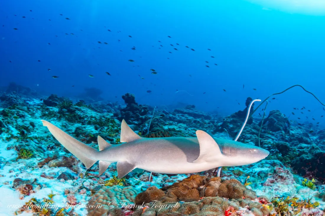 Nurse Sharks
