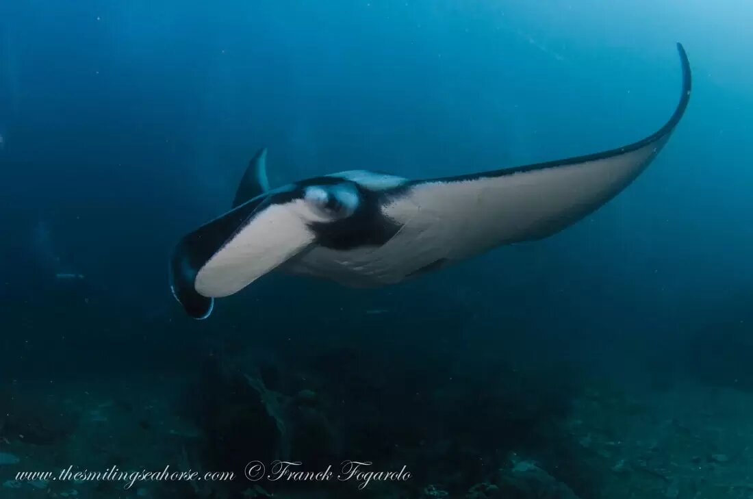 Giant oceanic manta ray looking towards an underwater photographer
