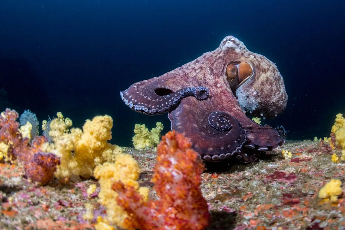 Octopus