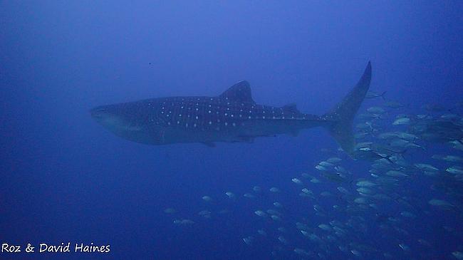 Whale shark in Thailand