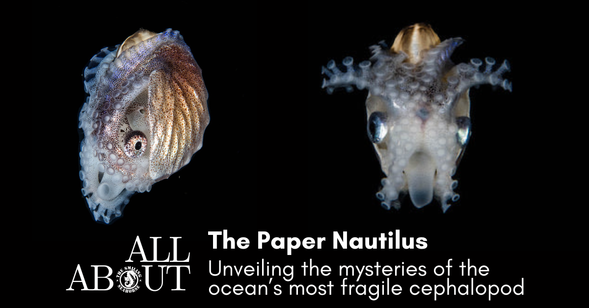 Paper Nautilus Argonaut Blackwater diving andaman sea Thailand Myanmar Scuba Diving Liveaboard Cruisea