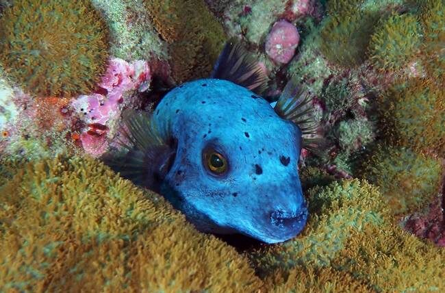 Seal-face puffer fish
