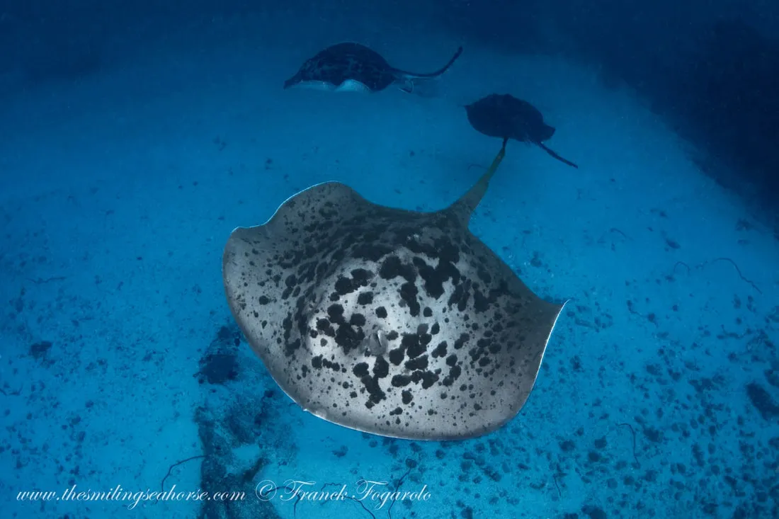 Marble Rays