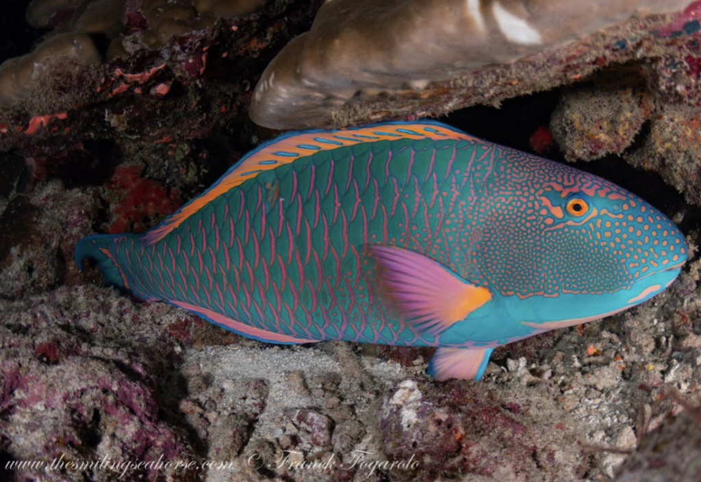 parrot fish of the similan islands