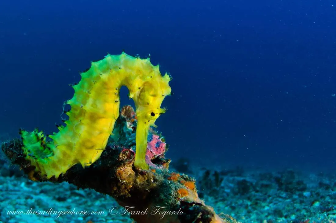 Yellow Seahorse
