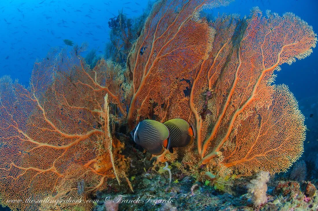 Seafan Forest