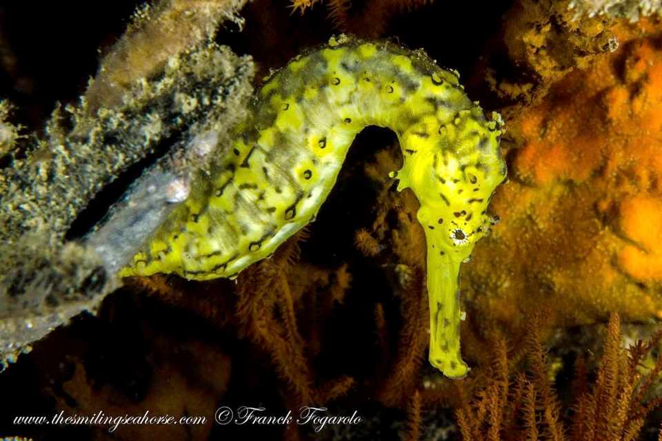 A yellow seahorse