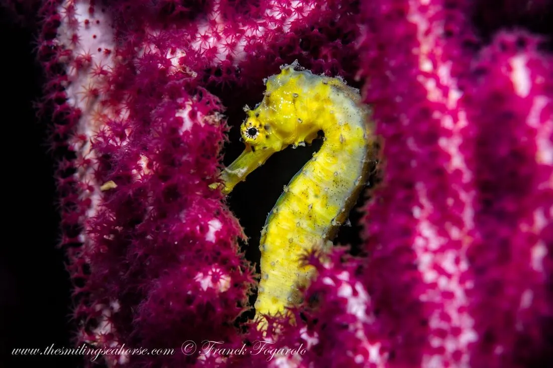 Tiger tail Seahorse