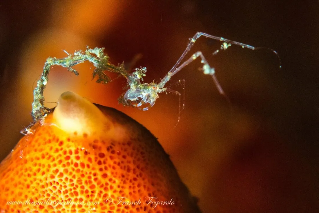 skeleton shrimp