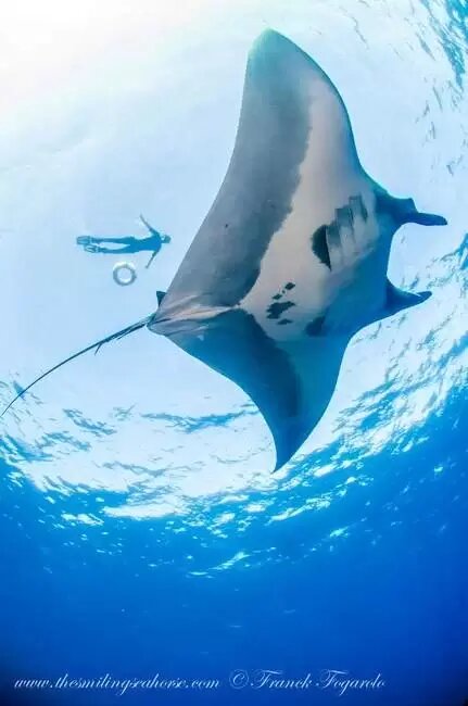 Giant oceanic manta ray swimming below a snorkeller in Myanmar