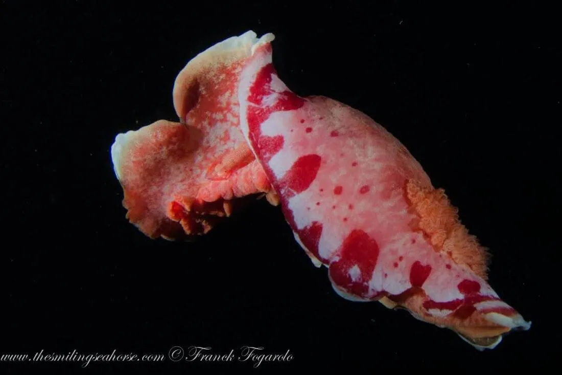 Spanish Dancer