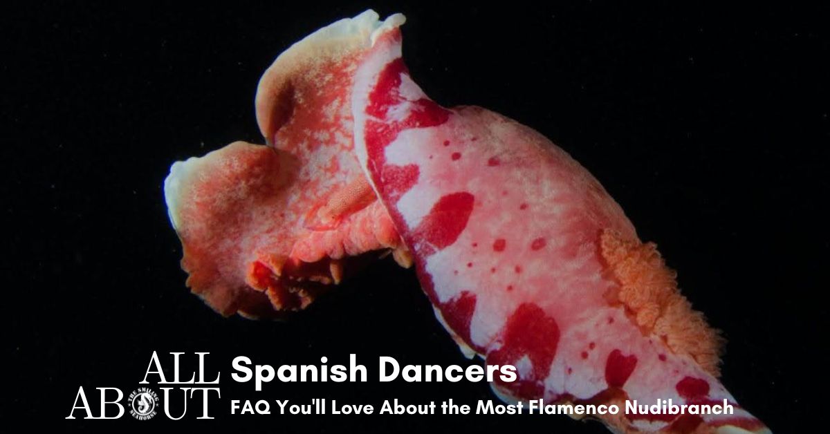 All about the spanish dancer, the hexabranchus sanguineus
