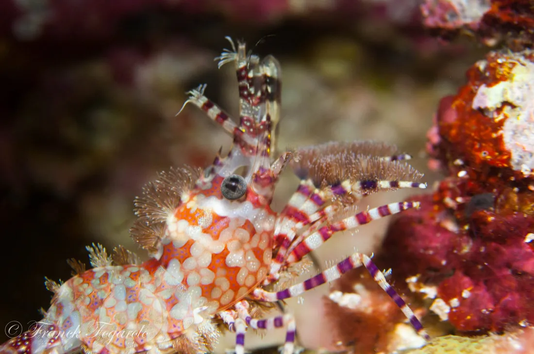 Burmese Tapestry Shrimp