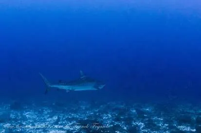 Tiger Shark