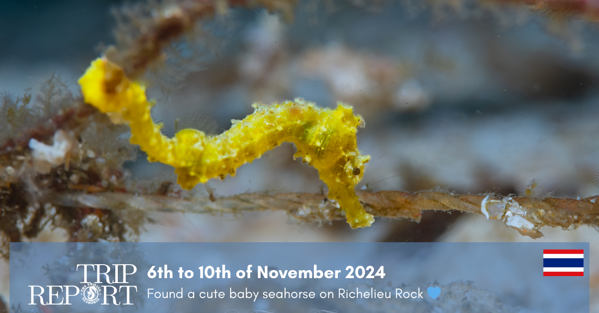 Similan diving safari, cute seahorse at richelieu rock