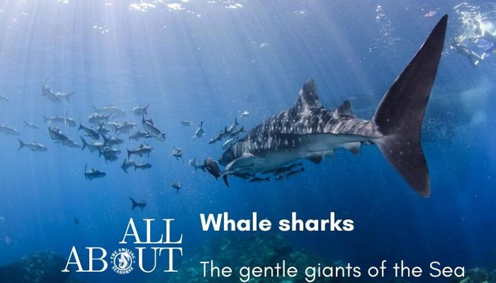 All you Wanted to Know About Whale Sharks !