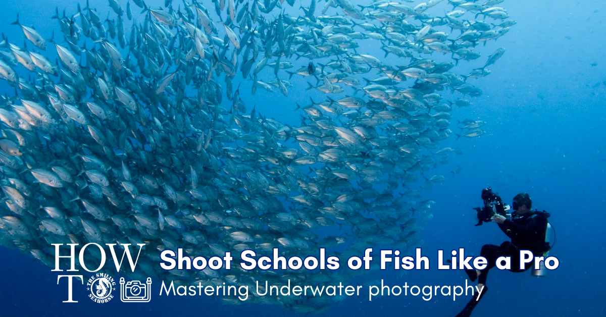 How to shoot schools of fish like a pro