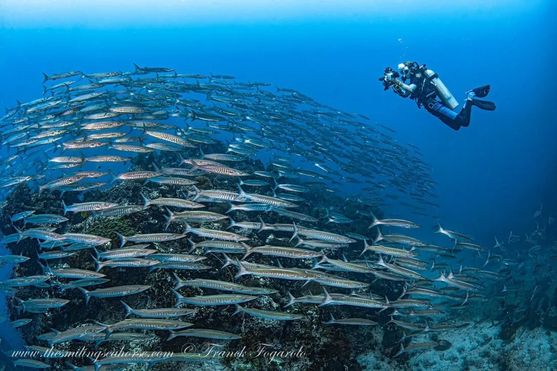 wild angle underwater photography course