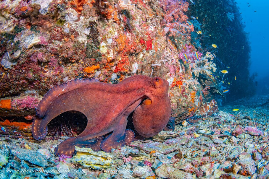 Octopus cyanea moving across the reef