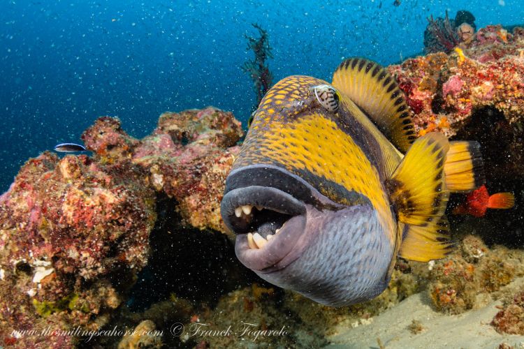 Titan triggerfish at Koh Tachai