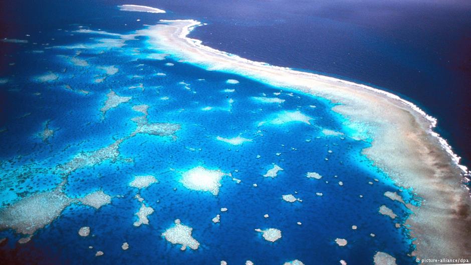 Detailed view of hard and soft coral formations