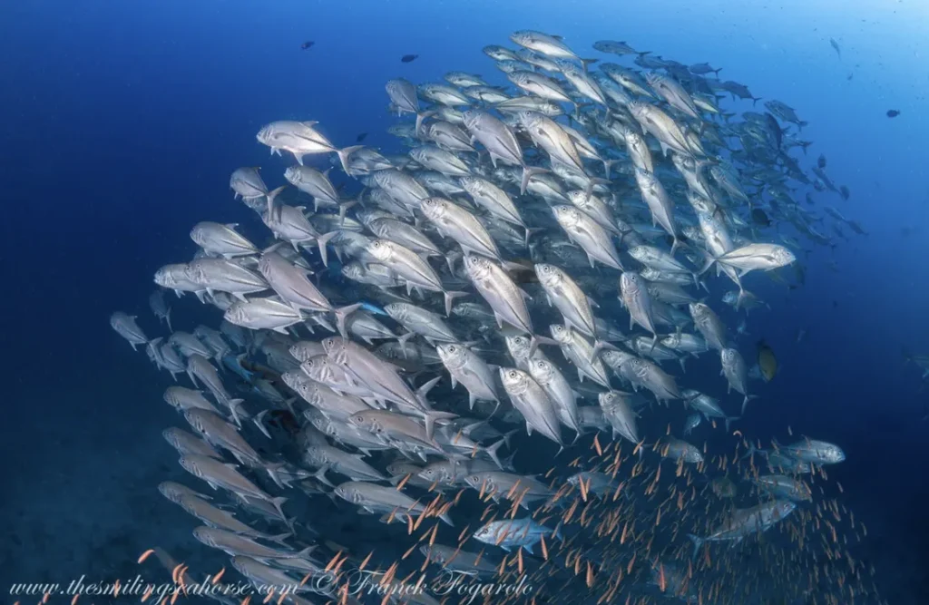 School of fish in thailand national park