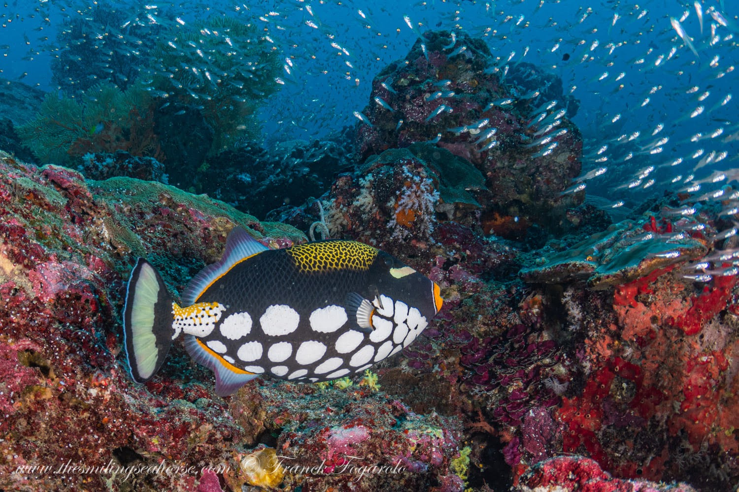 Clown Triggerfish Koh Bon Pinnacle