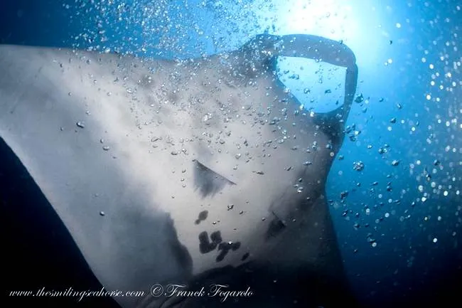 raie manta a 8 miles, Thailand