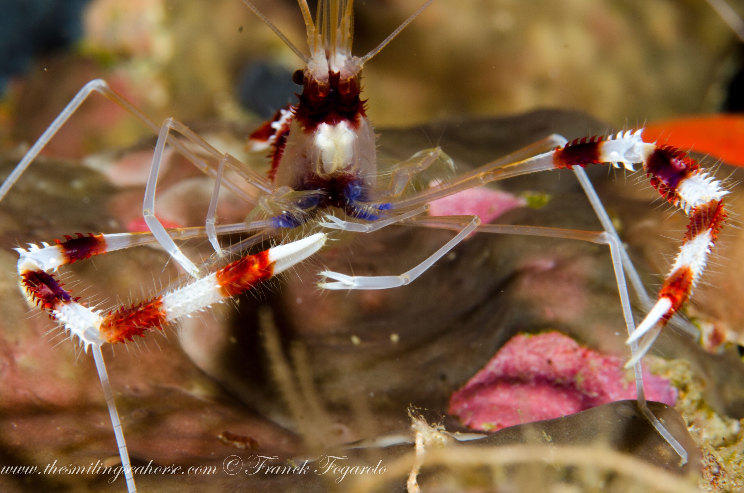 Banded coral shrimp Similan Islands