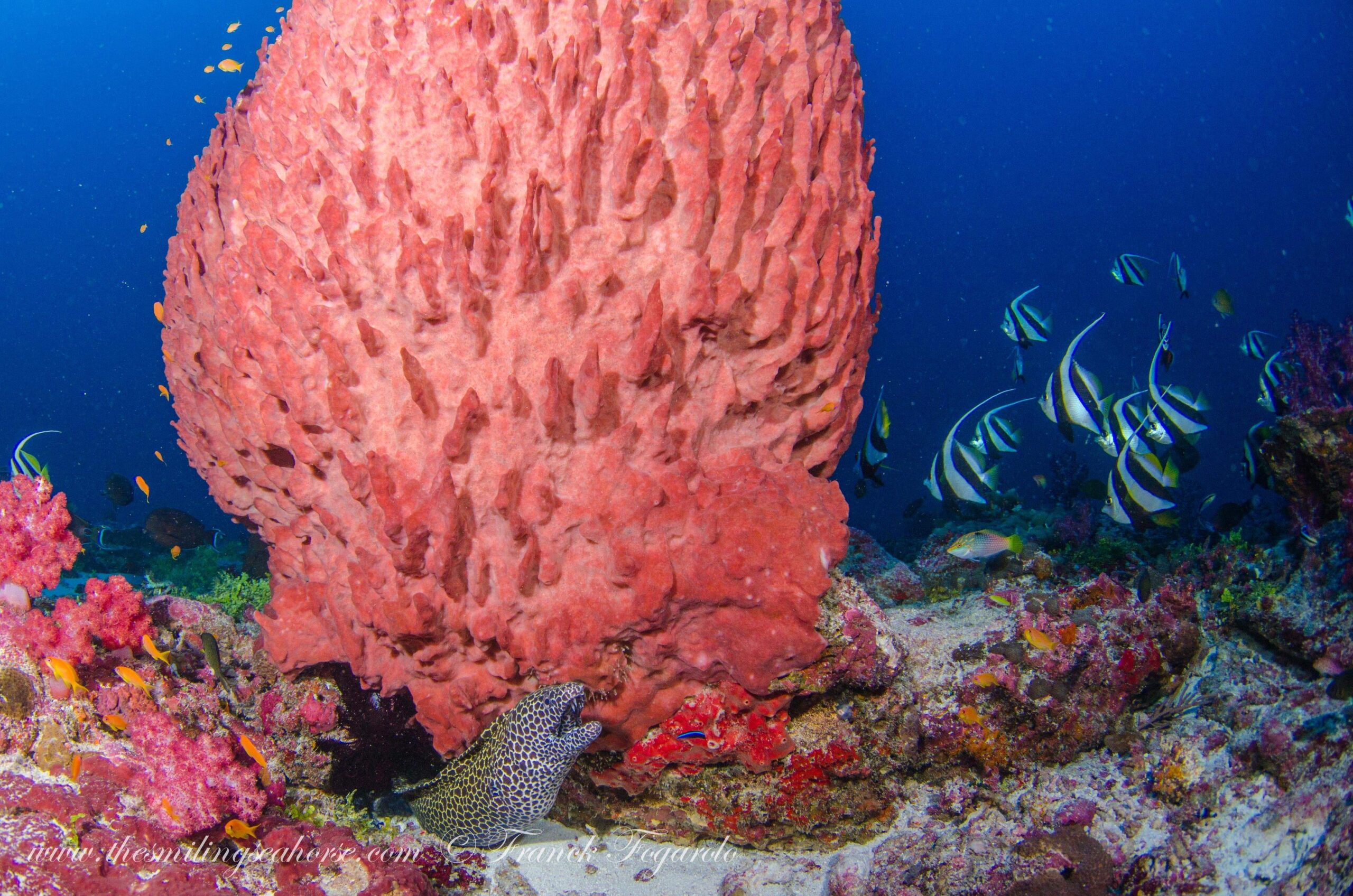A vibrant underwater reef scene featuring a massive, heavily textured pink barrel sponge. At the base of the sponge, a spotted moray eel rests with its mouth open. To the right, a small school of black-and-white striped bannerfish swims through clear blue water over a rocky seabed covered in colorful corals and small orange fish.
