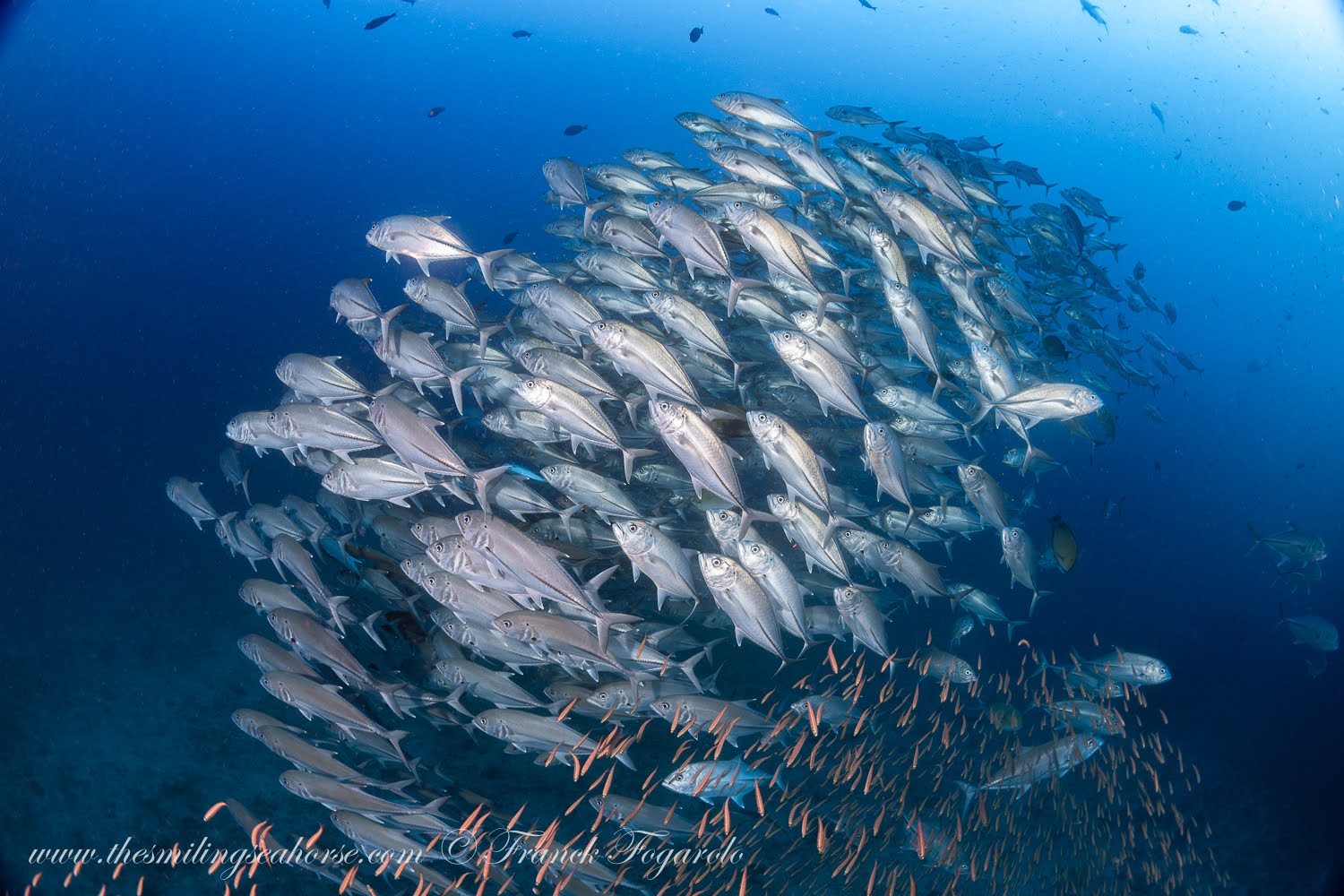 Bigeye Trevallies – Similan Islands
