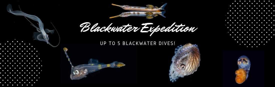 Blackwater Expedition in Myanmar with The Smiling Seahorse