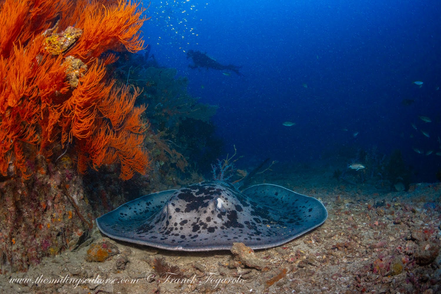 Blotched sting ray