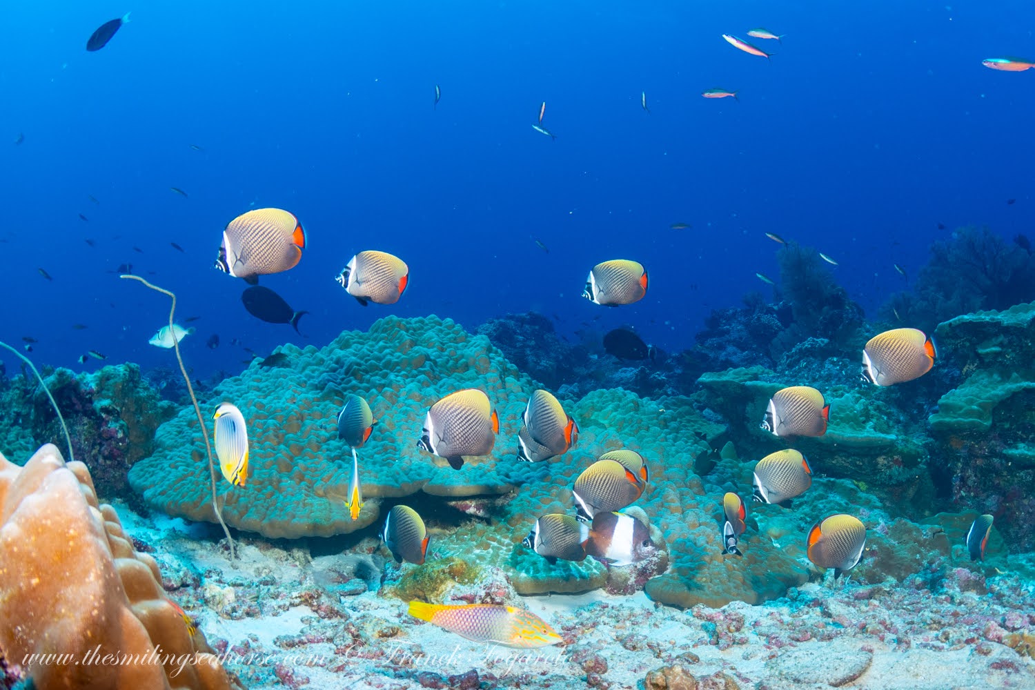 Butterflie fish at the Burma Banks