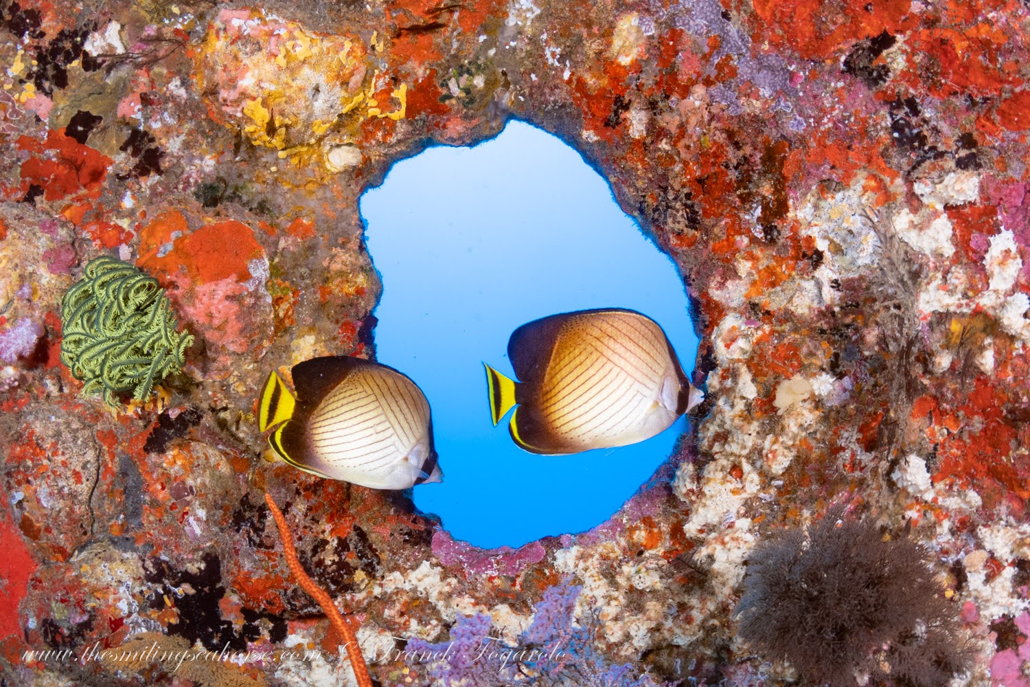 Butterflies fish in elephant-head rock similan islands