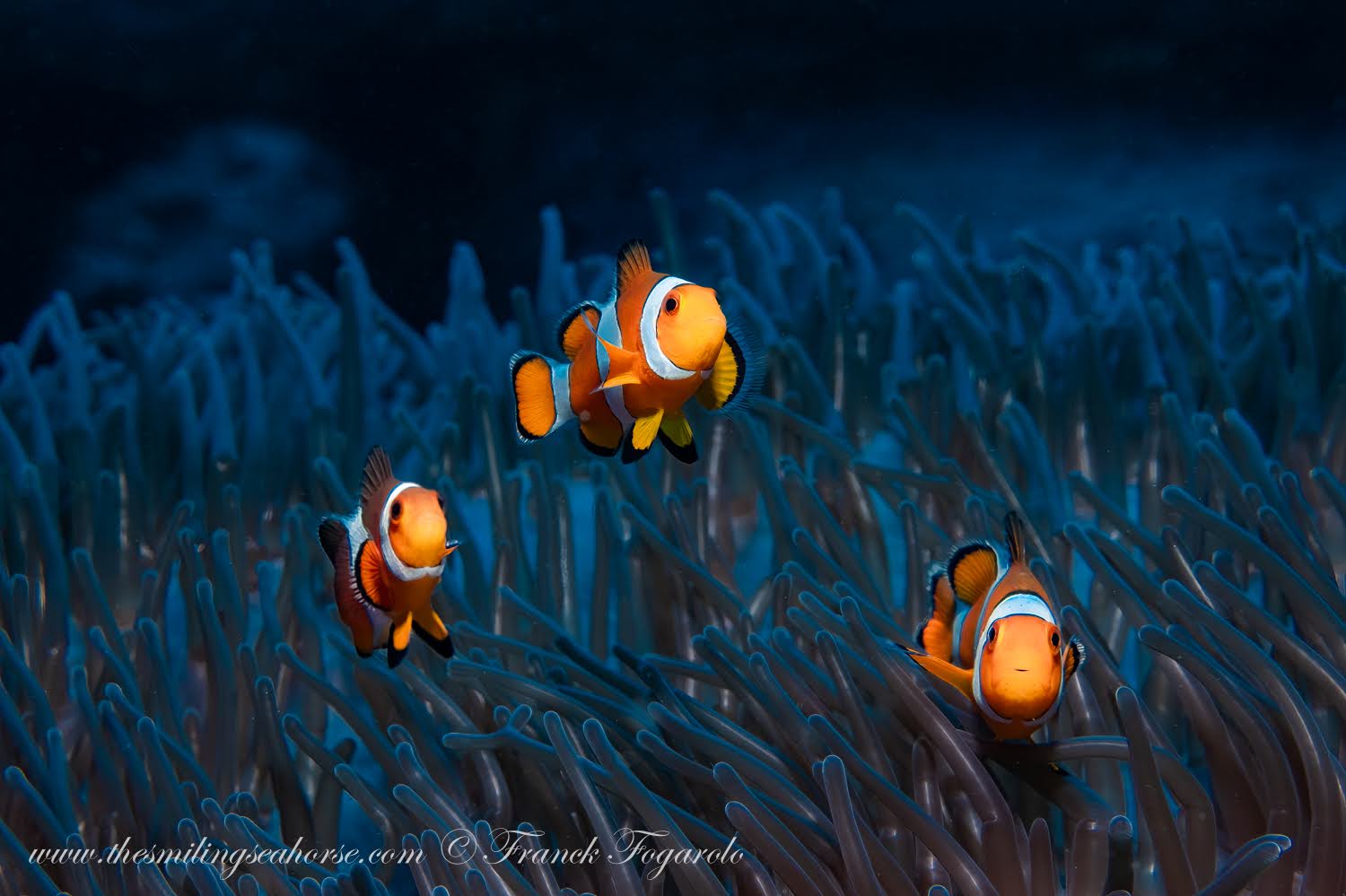 territorial reef fish species on the west coast