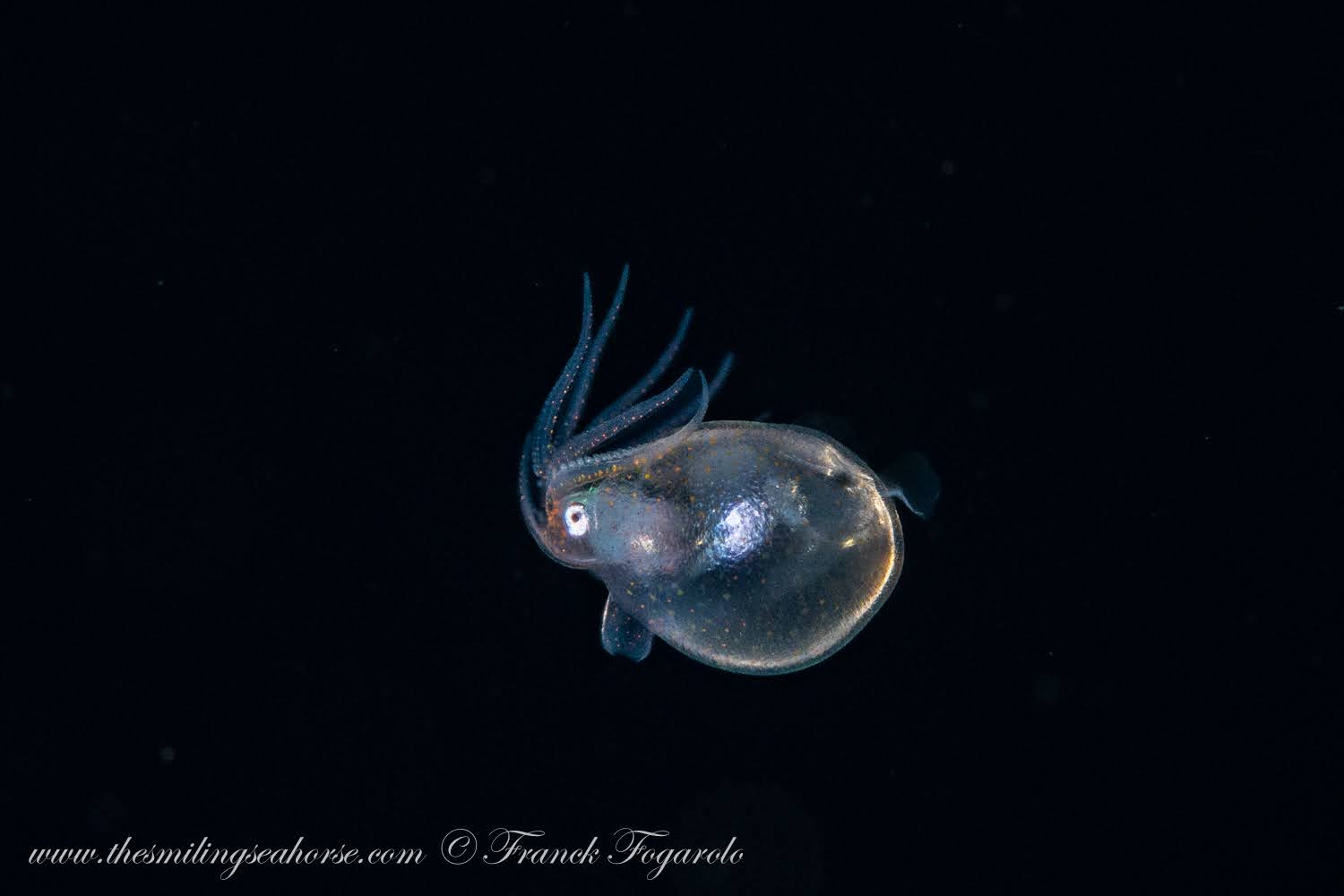 Diamond Squid, Blackwater Diving in Myanmar