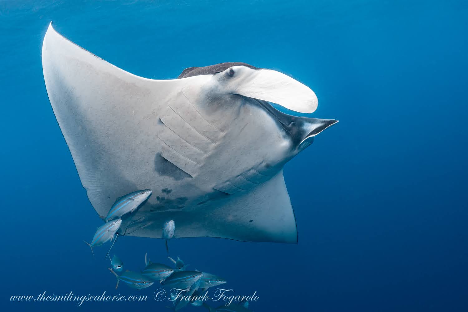 Manta Ray at Western Rocky