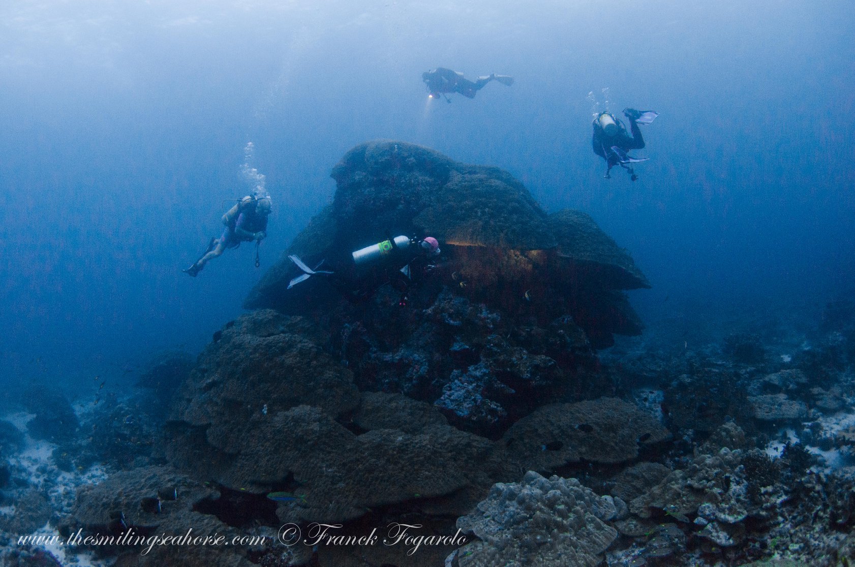 Diver and big coral head at the Burma Banks