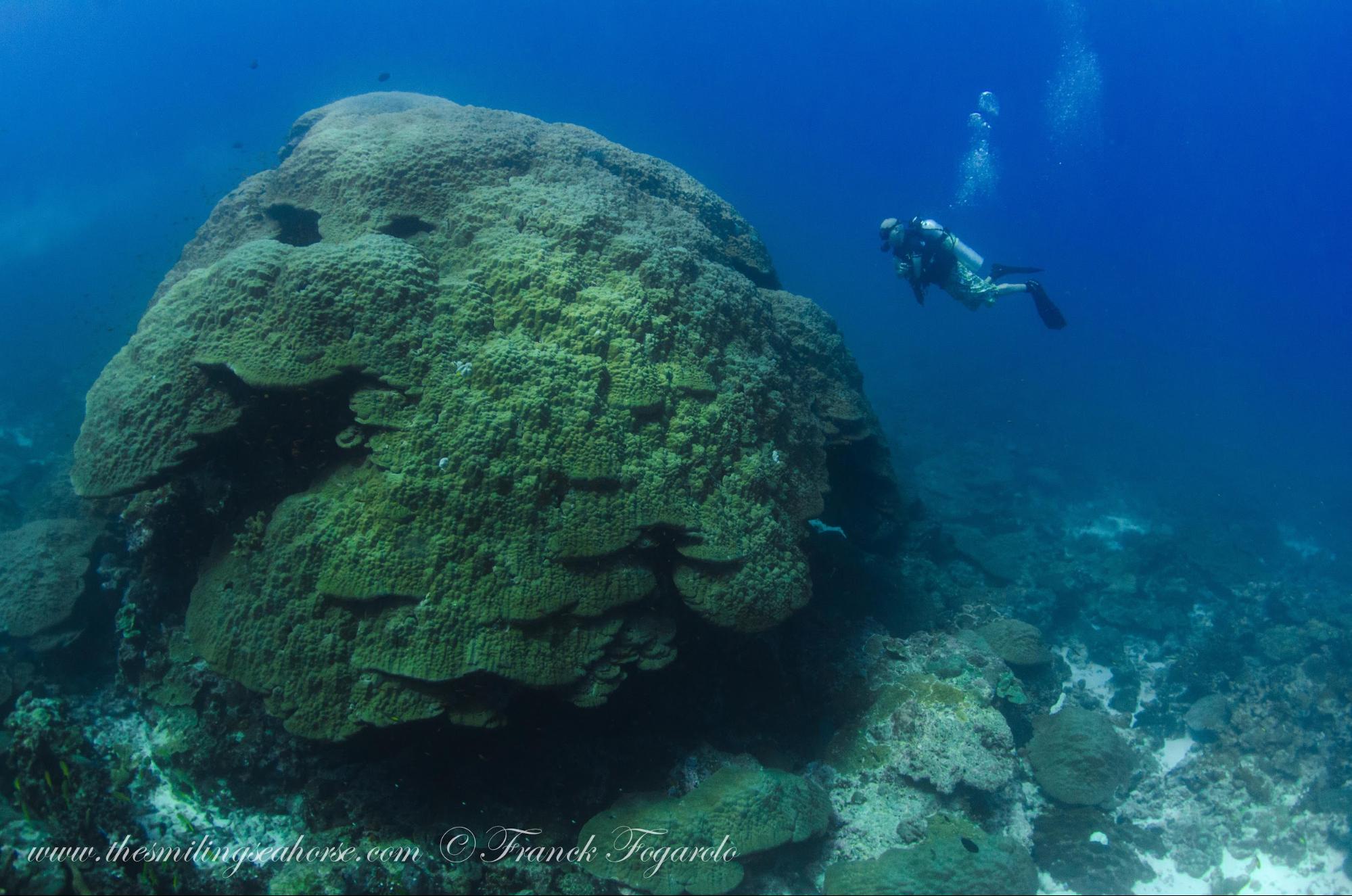 Huge coral head at the burma banks, mergui archipelago