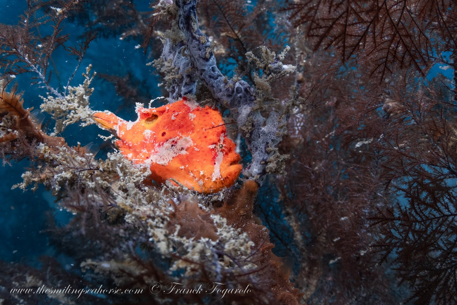 Beautiful painted frogfish hiding at 8 Miles Rock Thailand