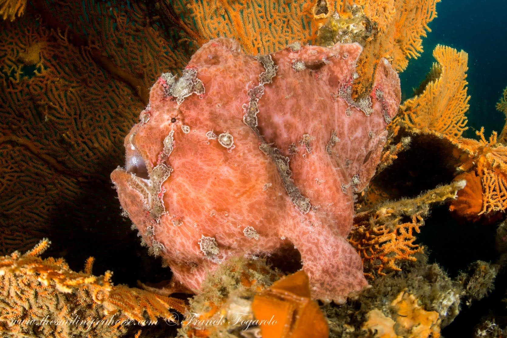 Giant Frogfish (Antennarius commerson)