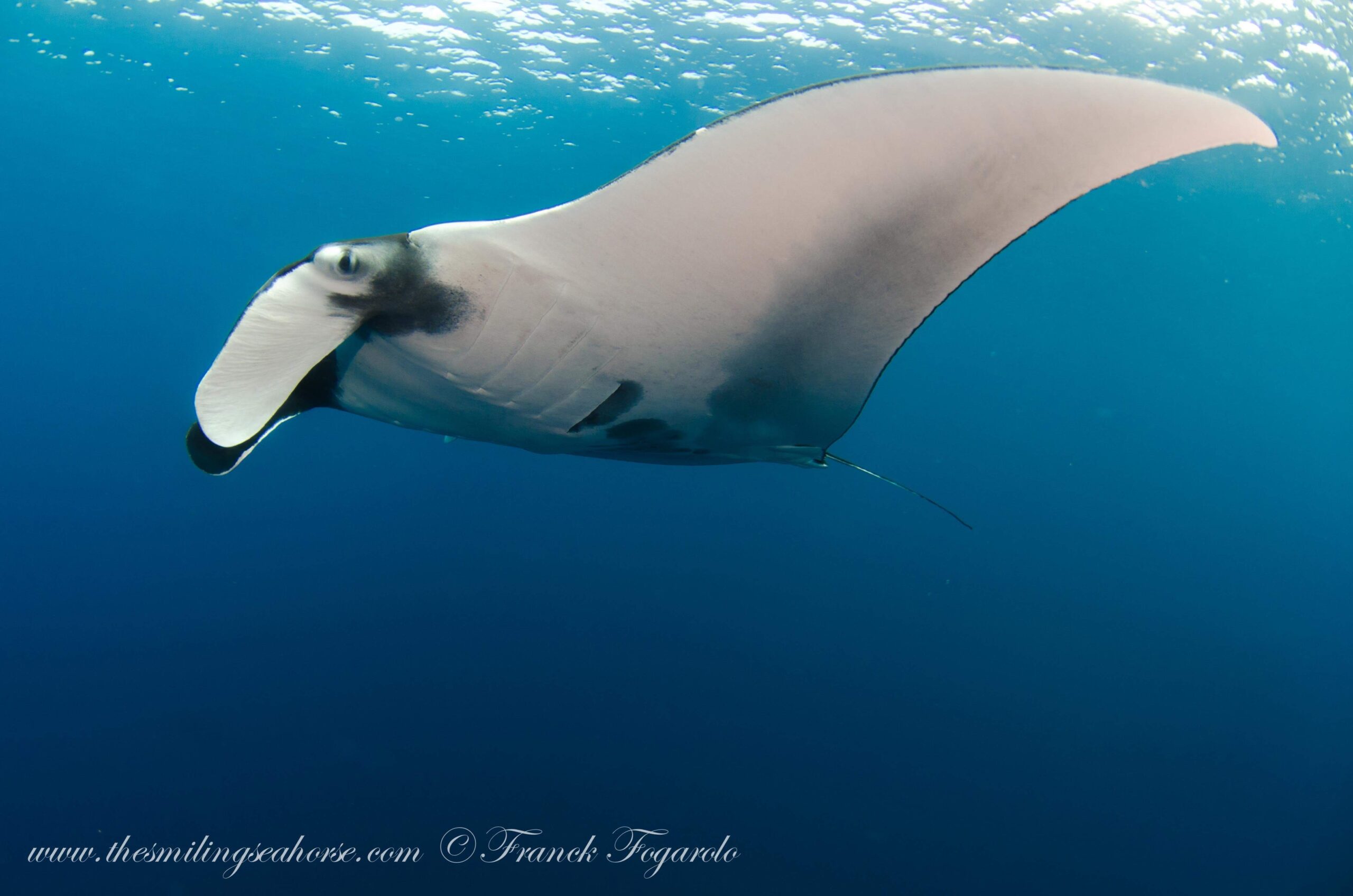 Giant manta ray Similan Islands
